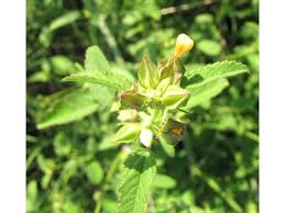 Image result for Sida spinosa