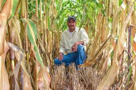 Aumentar la cantidad y la calidad de los alimentos para una población en constante crecimiento. 22 De Febrero Dia Del Ingeniero Agronomo Delegacion Sader Yucatan Gobierno Gob Mx