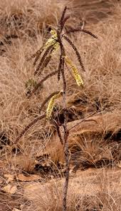 Image result for Elephantorrhiza goetzei