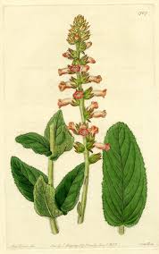 Image result for Geigeria engleriana