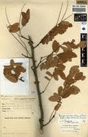 Image result for Rourea coccinea