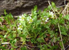 Image result for Galiniera saxifraga