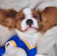 Check spelling or type a new query. 15 Cutest Dog Breeds Adorable Dog Breeds