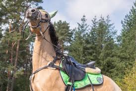 Auch der routinierteste reiter kann vom pferd fallen. Todlicher Reitunfall Pferd Schleift 26 Jahrige Kilometerweit Hinter Sich Her