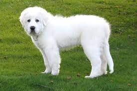 Check spelling or type a new query. Great Pyrenees Puppies For Sale From Reputable Dog Breeders