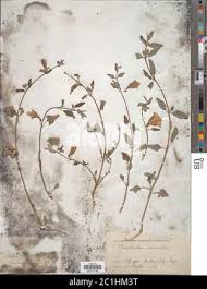 Image result for Ceratotheca sesamoides