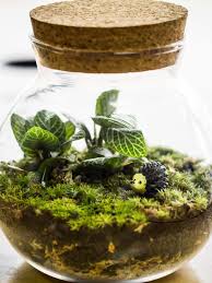 How To Make Closed Terrarium Closed Terrarium Plants Self Sustaining Terrarium Terrarium Diy