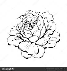 Peony Outline Drawing At Getdrawings Rose Outline Drawing Peony Illustration Outline Drawings