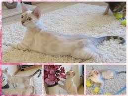 Jadi, kucing domestik bisa hidup berdampingan. Genetika Warna Bengal Dotingdots Bengals