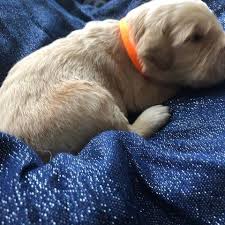 Cute and healthy heavy bone pure breed european golden retriever puppy aged between for sale.well loved and socialized in our home. Akc Handsome Sunburstboy In Wi Il Golden Retriever Golden Retriever Golden Retriever Puppy Dogs For Sale