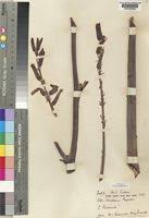 Image result for Aloe christianii