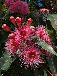 Image result for Aedesia glabra