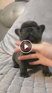 Search for bulldog puppies with us. French Bulldog Puppy Love Video Gifs Cute Funny Puppy Videos French Bulldog Puppies French