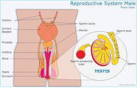 If you do not see the ar mode button, go to settings > preferences > active features. Anatomy And Physiology Of The Human Reproductive System San Francisco De Paula Science Department