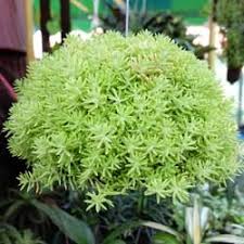 We did not find results for: 10 Hanging Basket Ideas My Garden Life