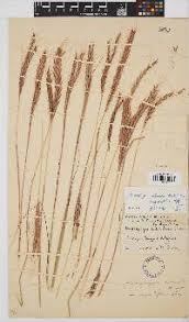Image result for Andropogon schirensis
