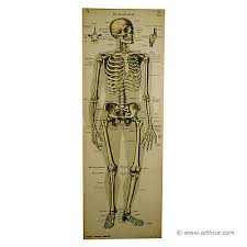 Anatomy posters and anatomy charts. An Antique Anatomical Wall Chart Depicting The Human Skeleton Ebay
