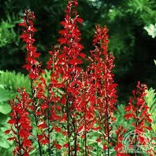 Plant Profile For Lobelia Cardinalis Cardinal Flower Perennial Cardinal Flower Red Flowers Garden Flowers Perennials