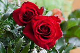 Menurut manfaat penggunaannya, tanaman mawar sebagai salah satu komoditi hortikultura (florikultura) dapat. Delapan Manfaat Kelopak Mawar Iradio Fm
