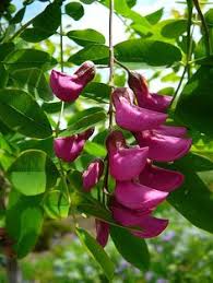 Robinia 'purple robe' produces huge clusters of purple to pink flowers in early summer. 19 Robina Pseudoacacia Ideas Plants Locust Flowering Trees
