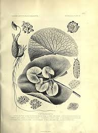 Image result for Jamesbrittenia micrantha