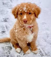 Check spelling or type a new query. 21 Kinds Of Fluffy Puppies That Can Be Mixed In The Pile Of Dolls Minews