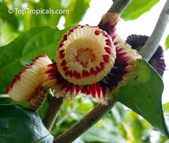 Image result for Napoleonaea