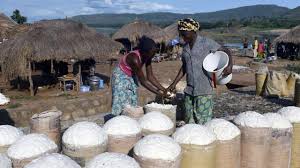 Creation D Unite De Transformation Du Manioc En Gari Et En Farine Panifiable De Haute Qualite