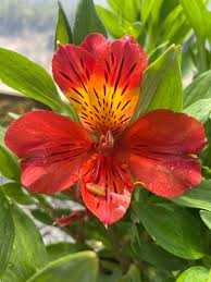 Image result for Alstroemeria pulchella