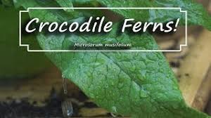 Maybe you would like to learn more about one of these? Crocodile Fern Care Microsorum Musifolium Fern Friday Season 2 Episode 3 Youtube