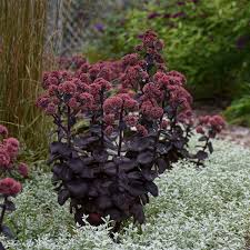 Image result for Sedum