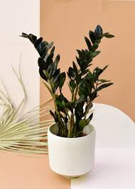 Also, avoid super humid environments. Zamioculcas Zamiifolia Raven Features Rich Purple Black Foliage