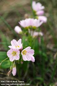 Foraging for edible wild plants, however, can help you fill that gap. Claytonia Lanceolata Western Spring Beauty Wildflowers Of The Pacific Northwest Spring Beauty Western Springs Flower Pictures