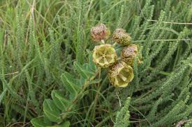 Image result for Helixanthera woodii