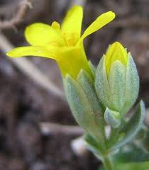 Image result for Sebaea pentandra