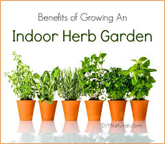 Planting thyme indoors thyme is both a culinary and aromatic herb. Indoor Herb Garden 5 Reasons You Should Be Growing Herbs Indoors