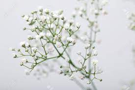 Close Up Of Little White Gypsophila Baby S Breath Flowers On Stock Photo Picture And Royalty Free Image Image 81370193