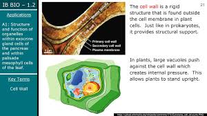 Plant cell wall definition wikipedia. Topic 1 2 Cell Ultrastructures Ppt Download
