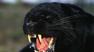 Tiger Hd Wallpaper Free Download Black Panther Angry Hd 1024x576 Wallpaper Teahub Io In this comics collection we have 24 wallpapers. tiger hd wallpaper free download