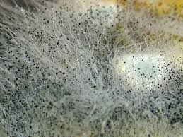 Fayanslara dair merak edilen bir diğer soru da banyo fayanslarının arası nasıl temizlenir? dir. Banyoda Fayanslar Arasinda Kalip Nasil Temizlenir Fayans Dikislerinde Banyodaki Kufler Nasil Cabucak Temizlenir Ev Temizleyicileri Kullaniyoruz