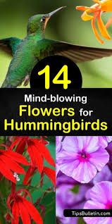 They're soft and flexible with realistic silhouettes and details, making them look and feel more like the flowers that hummingbirds visit in nature. 14 Mind Blowing Flowers For Hummingbirds