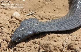 Image result for Najas horrida