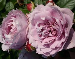 Poseidon plants is a wholesale nursery in the state of michigan that specializes in. Poseidon Rose Purple Rose Blue Floribunda Rose