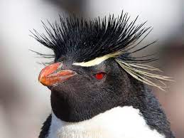 See more ideas about rockhopper penguin, penguins, animals. Felsenpinguin Ebird