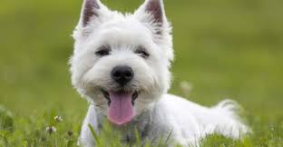 5 Most Hidden Facts About Westie Puppies Exclusive