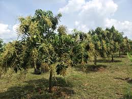 Dengan cara ini, kita dapat menghasilkan pokok mangga yang cepat berbuah berbanding. Kebun Harum Manis Home Facebook