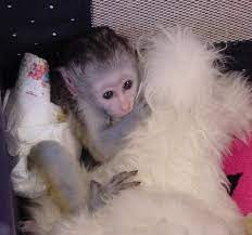 Well trained capuchin monkey for adoption. Acrobatic Male And Female Capuchin Monkeys Available For Free Adoption Petadoption Pet Adoption Capuchin Monke Baby Monkey Pet Pet Monkey Cute Baby Monkey