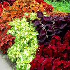 Image result for Coleus meyeri