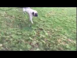 Frankie Almost Home Dog Rescue North Wales Rescue Dogs Dogs Frankie