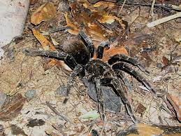 Publicado por arena política en 21:30 no hay comentarios: Pamphobeteus Sp 3 Chicken Spider Or Arana Pollito Female Peru Tarantulas Bird Spiders Rick West Arachnologist